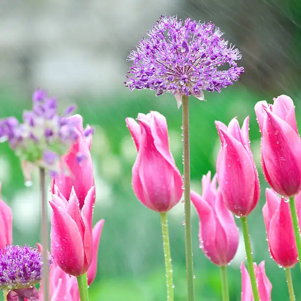 Photo of Allium 'Purple Sensation' with Red Tulips in the rain