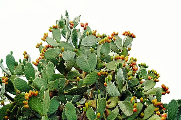 Indian fig or prickly pear (Opuntia ficus-indica) plants full of sweet  fruits (tunas).