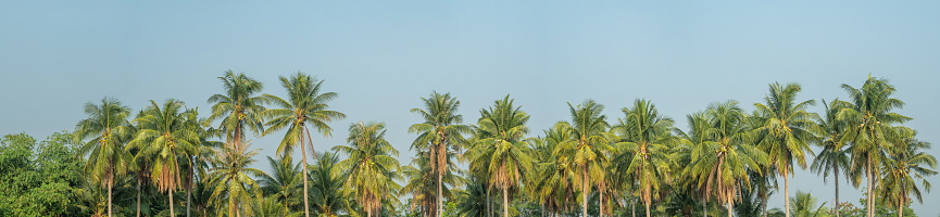 Panoramic view of green palm trees in summer, Blue sky background.