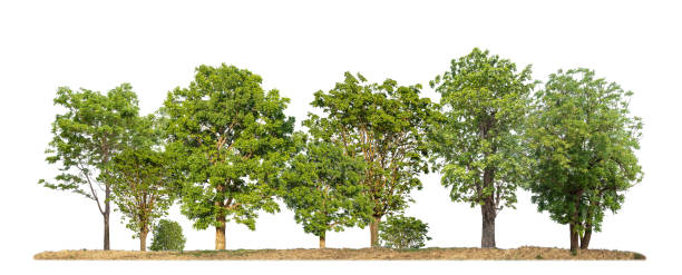 istock Green trees isolated on white  background forest and summer foliage for both print and web 1834200268
