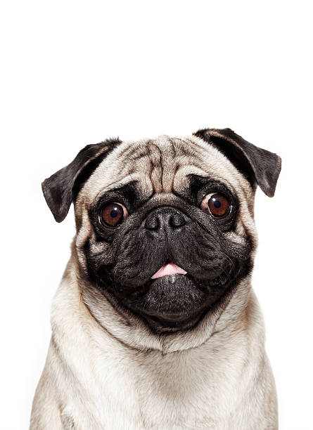 경견 세로는-퍼그 (dutch pug) - photography portrait fine art portrait dog 뉴스 사진 이미지