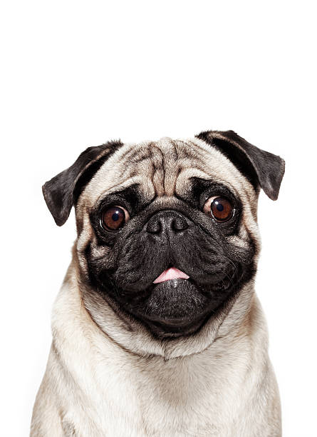 Retrato do cão Pug - fotografia de stock