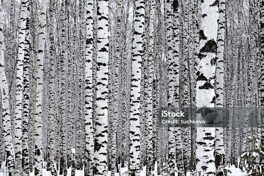 Birch de madera - Foto de stock de Abedul libre de derechos