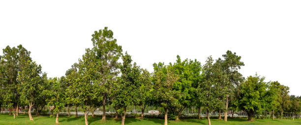 istock Green trees isolated on white background forest and summer foliage for both print and web 1834201293