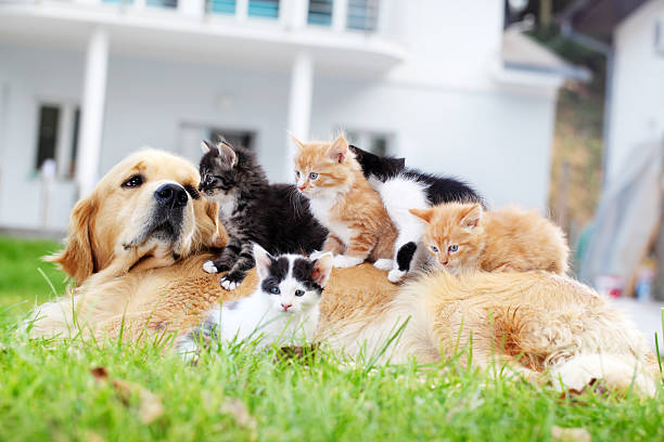 cani e gatti sono piccoli seduti all'aperto. - grande gruppo di animali foto e immagini stock