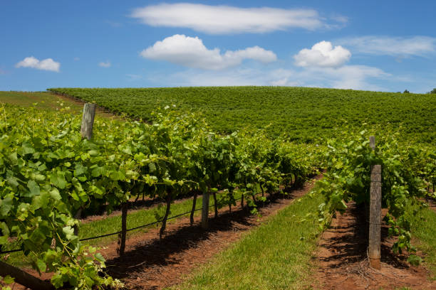 hunter valley winnica - vineyard hunter valley australia vine zdjęcia i obrazy z banku zdjęć
