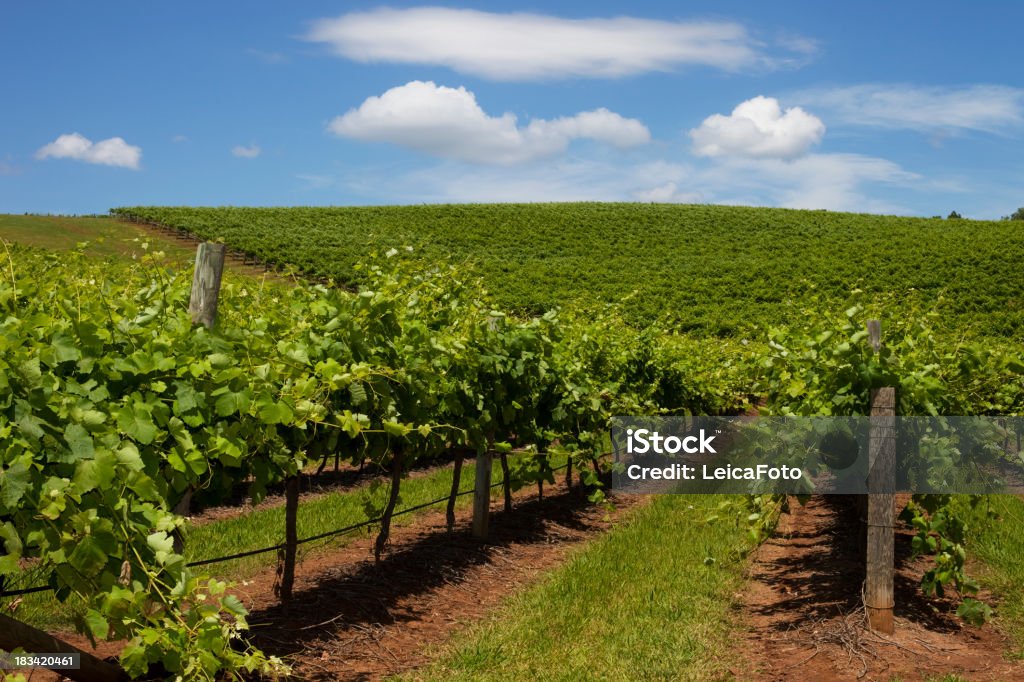 Hunter Valley Vineyard - Foto de stock de Vale Hunter royalty-free