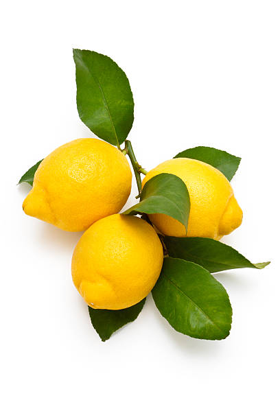 istock Three fresh lemons on a branch against white background 183420553