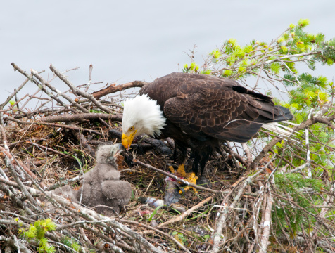 Eagle Feeding Chick.