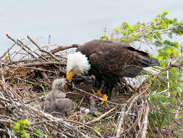 Bald Eagle Feeding Chick in Nest stock photo