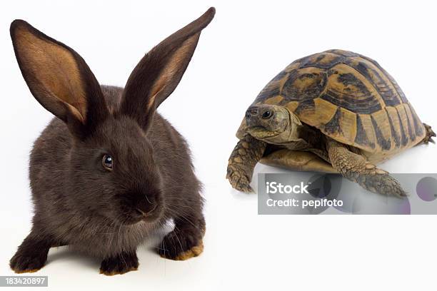 Süße Bunny Und Turtle Stockfoto und mehr Bilder von Kaninchen - Kaninchen, Wasserschildkröte, Langsam