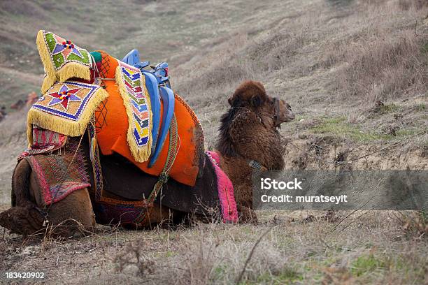 Na Camel - zdjęcia stockowe i więcej obrazów Arabia - Arabia, Brązowy, Część ciała zwierzęcia