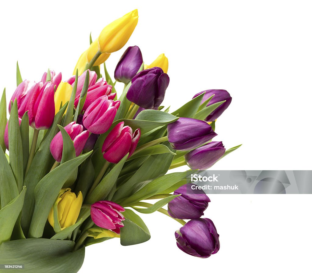Tulipani - Foto stock royalty-free di Bellezza naturale