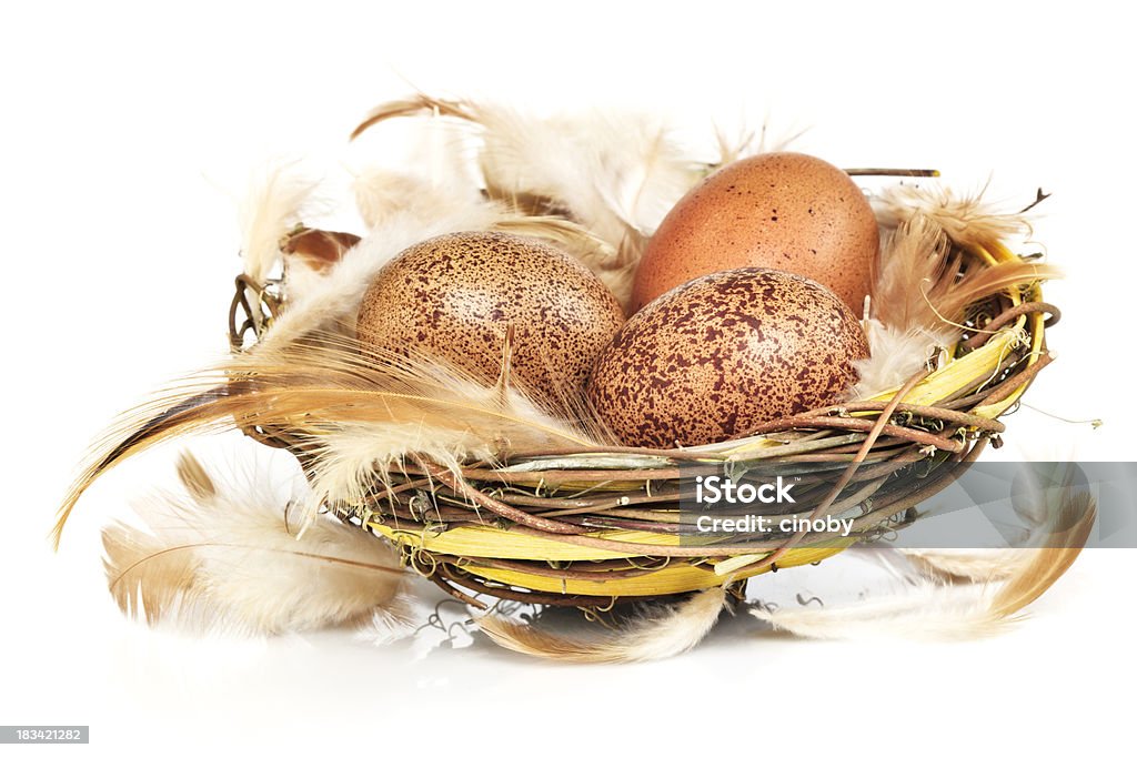 Nest eggs nest with feathers and eggs - isolated on white Agriculture Stock Photo