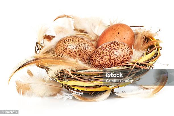 Nest Eggs Stock Photo - Download Image Now - Agriculture, Animal, Animal Egg