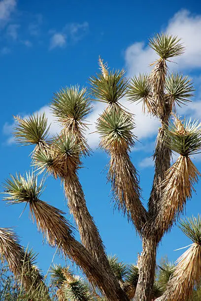 "15 foot, Arizona Yucca Tree, Yucca brevifolia, Lily Family. Also called: Tree Yucca, Giant Joshua, Joshua Tree yucca, Yucca-Palm."