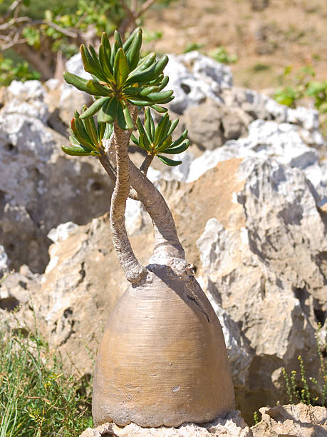 Bottle tree and rock "Bottle tree - adenium obesum aa endemic tree of Socotra Island with groving from the rock Socotra Island, Yemen." baobab flower stock pictures, royalty-free photos & images