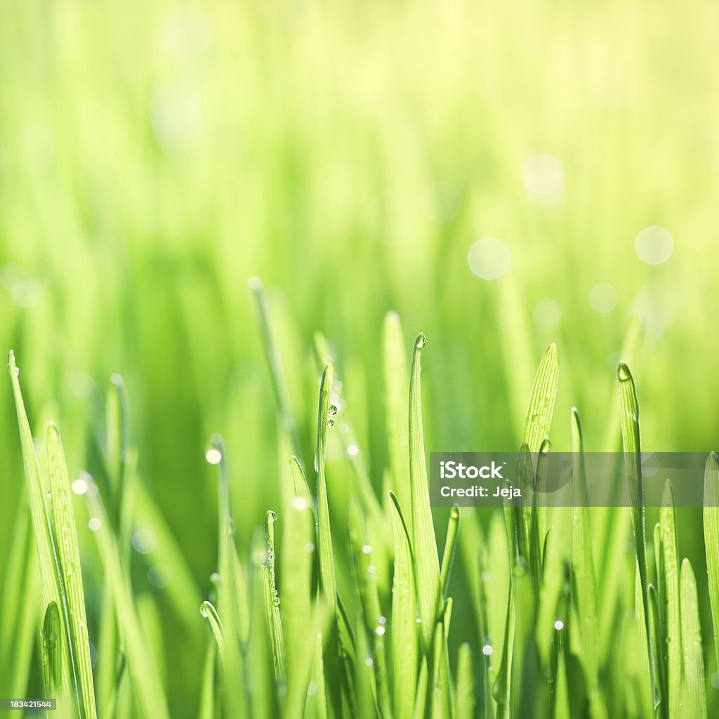 Blades of grass - Lizenzfrei Bildhintergrund Stock-Foto