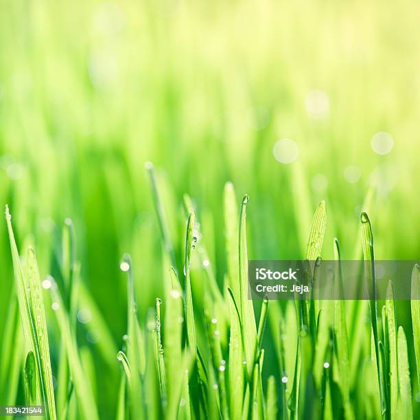 Blades Of Grass Stockfoto und mehr Bilder von Bildhintergrund - Bildhintergrund, Blatt - Pflanzenbestandteile, Extreme Nahaufnahme