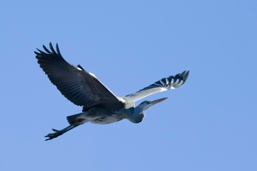 Close-up of Blue Heron Flying, con espacio para texto photo