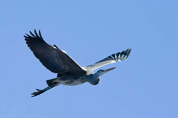 Photo of Close-up of Blue Heron Flying, with copyspace