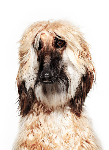 Hound Dog Retrato-afegão - fotografia de stock