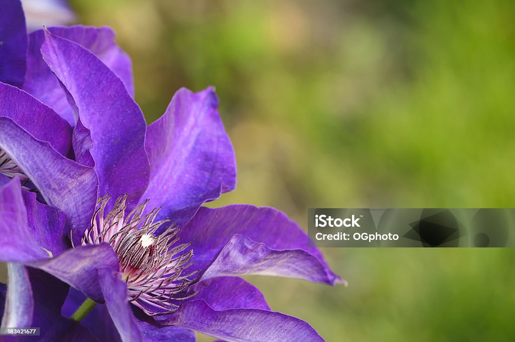 Púrpura clematis - Foto de stock de Aire libre libre de derechos