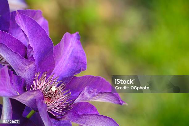 Púrpura Clematis Foto de stock y más banco de imágenes de Aire libre - Aire libre, Belleza de la naturaleza, Cabeza de flor