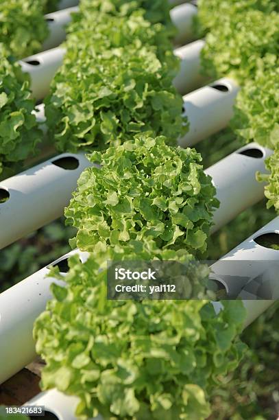 Hidropónica Legumes - Fotografias de stock e mais imagens de Agricultura - Agricultura, Alface, Alimentação Saudável