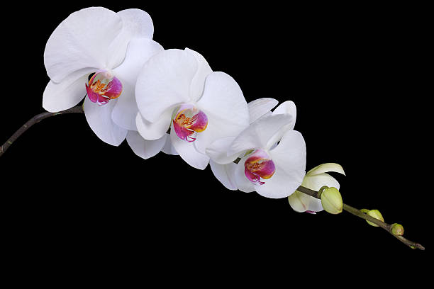 istock Delicate White orchid close up on black 183421691