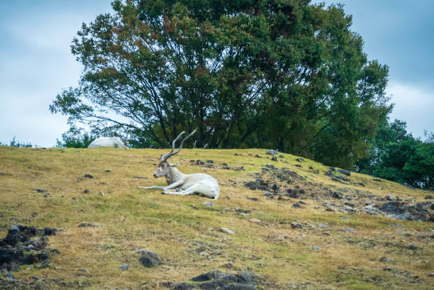 white oryx in the grassland