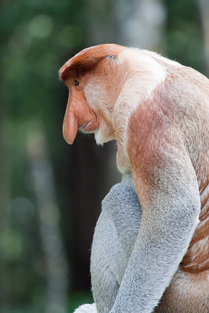 Macaco Probóscide perfil - foto de acervo
