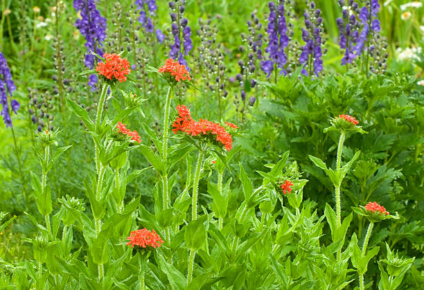 orange maltais et violet monkshood croix - monkhood photos et images de collection