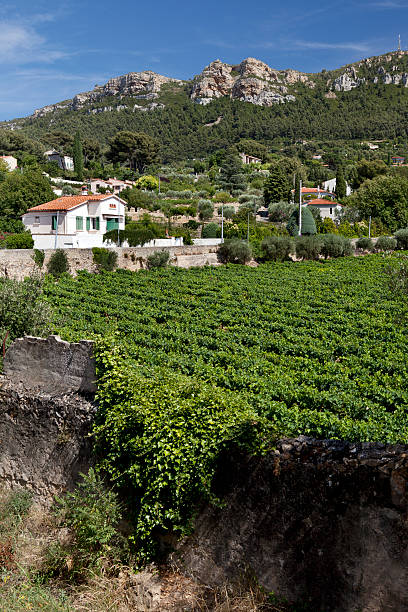 istock Vineyard in Provence France 183422286