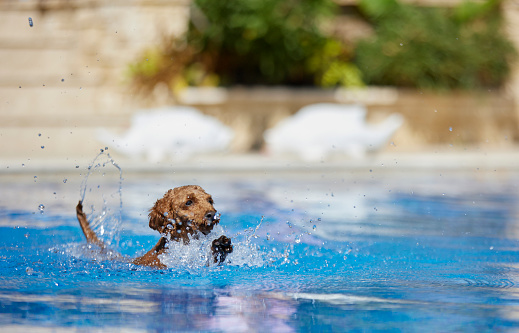 A pool-loving dog of the poodle breed taking a swim