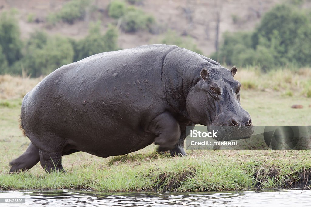 Running Hippo "A running/charging hippo in the Chobe River in Chobe National Park in Botswana, Southern Africa" Hippopotamus Stock Photo