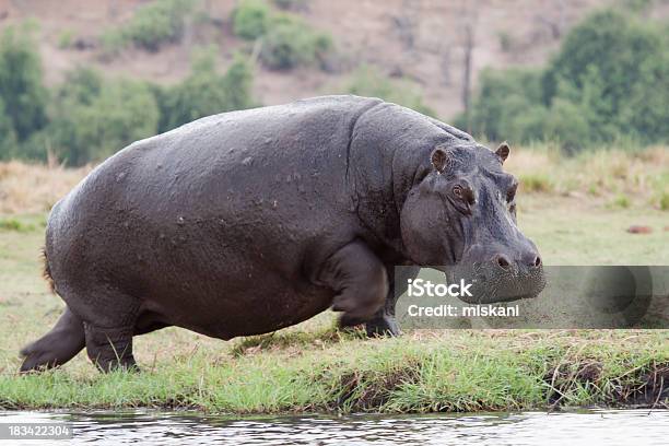 Running Hippo Stock Photo - Download Image Now - Hippopotamus, Africa, Aggression