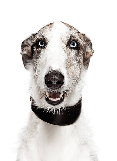 Cão Retrato-Galgo - fotografia de stock