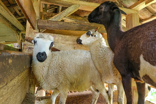 Farming sheep in its pen
