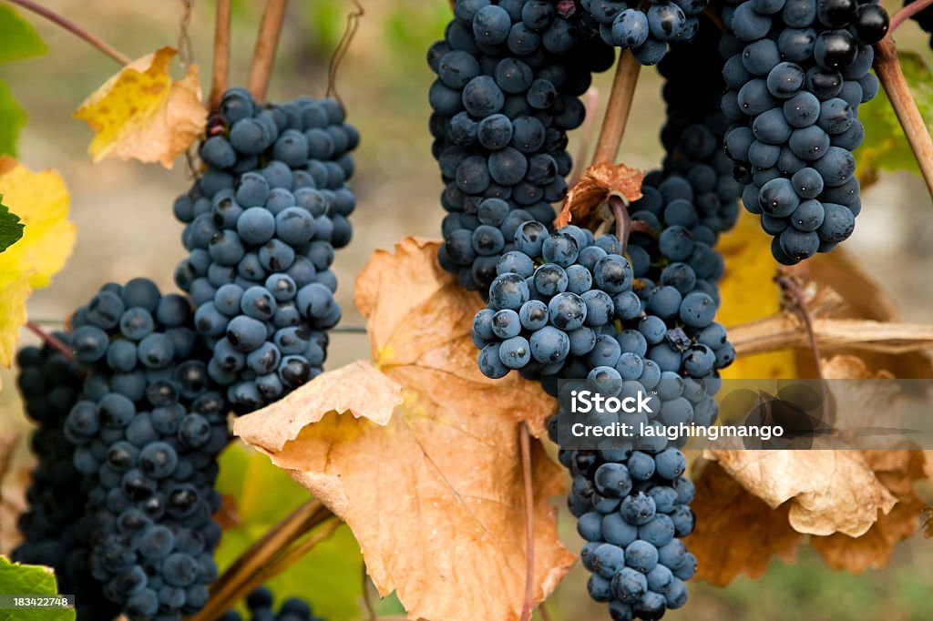 gamay noir uvas - Foto de stock de Uva royalty-free