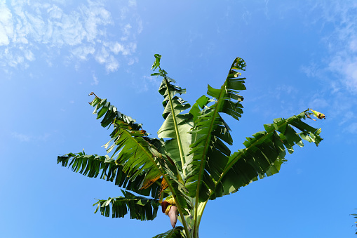 Banana leaves and blue sky