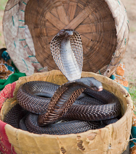 Indian Black Cobra with flared neck stock photo