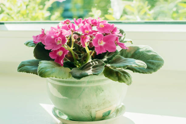 istock On a sunny windowsill there is a pot of blooming pink decorative violet. 1834230944