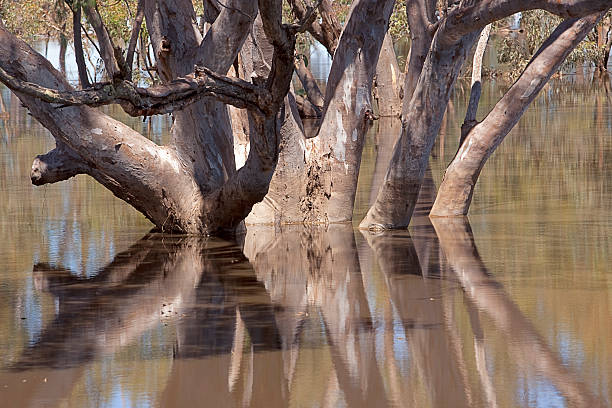 riflessioni in floodwaters albero - floodwaters foto e immagini stock