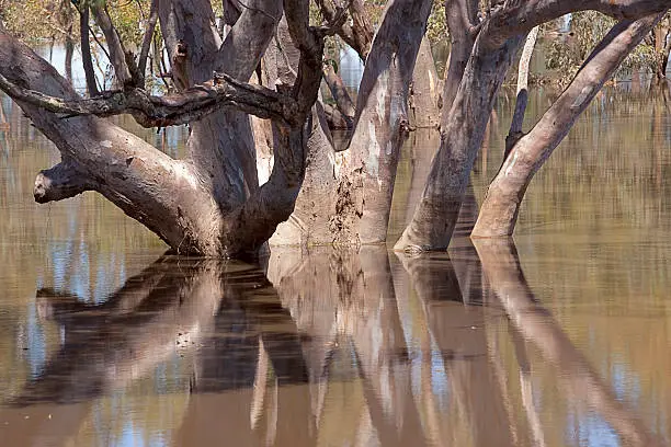 "Majestic trees reflect in receding floodwaters.  HDR blended image.  Taken on Wimmera River in northern Victoria, Australia during 2011 floods."