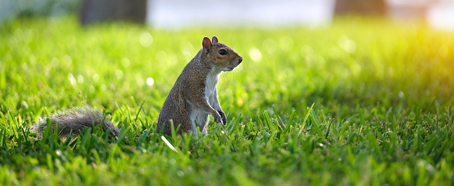 Curious beautiful wild gray squirrel looking up on green grass in summer town park.