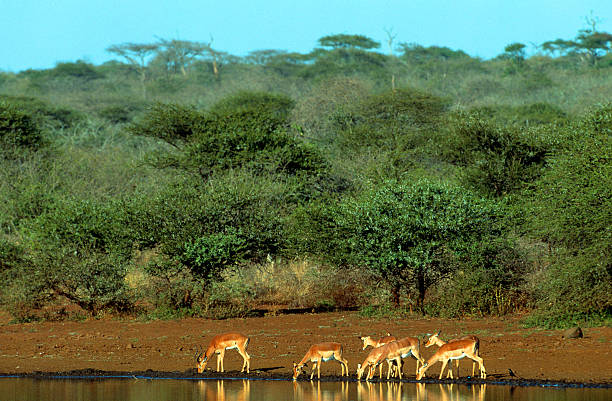 istock South Africa, Kruger National Park, Impala. 183423104
