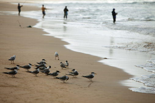 Wait Ping Waitpinga Beach Fishing Stock Photo - Download Image Now - Beach, Bird ...