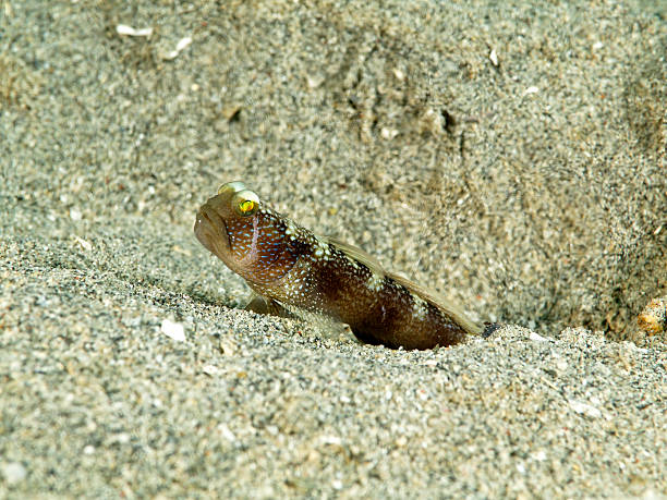 istock black shrimp goby cryptocentrus fasciatus 183423218