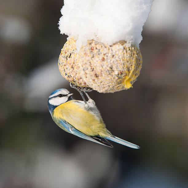 istock Bluetit at the Feeder, Winter 183423288